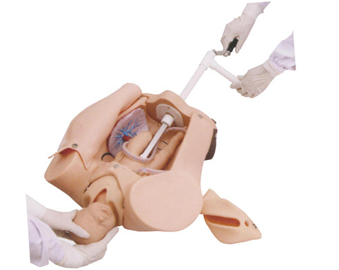 高級(jí)手搖分娩機(jī)制示教模型