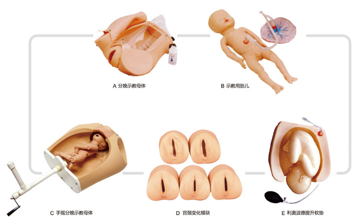 高級腹部觸診、分娩機(jī)轉(zhuǎn)綜合模型