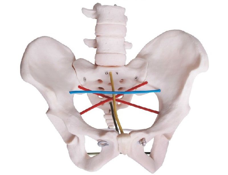 骨盆測量示教模型