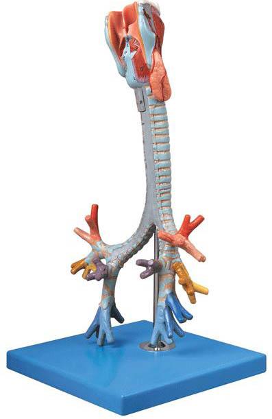 喉與氣管、支氣管樹模型