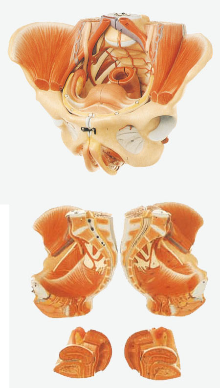 女性骨盆附生殖器官與血管神經(jīng)模型