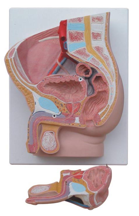 男性矢狀解剖模型(2件)
