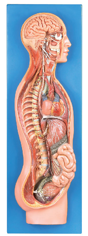 交感神經(jīng)系統(tǒng)模型
