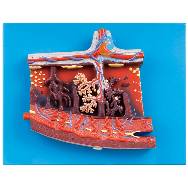 胎盤組織放大模型