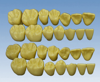 單色無根恒牙模型(放大2倍)