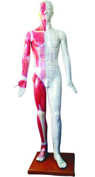 人體針灸模型 178CM（帶肌肉解剖）