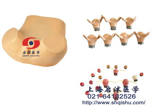 高級婦科綜合檢查訓(xùn)練模型