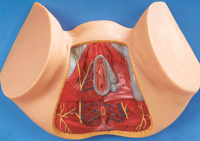 女性會(huì)陰部神經(jīng)血管模型