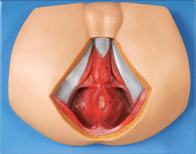 男性會(huì)陰部神經(jīng)血管模型