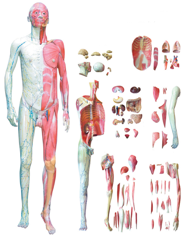 人體全身層次解剖附內(nèi)臟模型